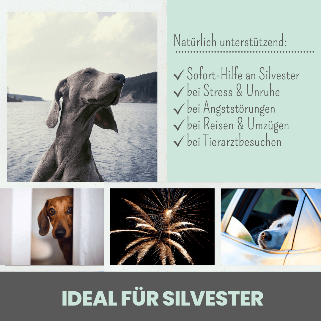 10% CBD Tropfen für Hunde
