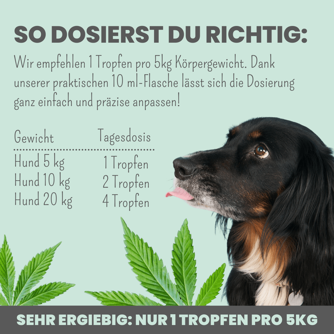 10% CBD Tropfen für Hunde