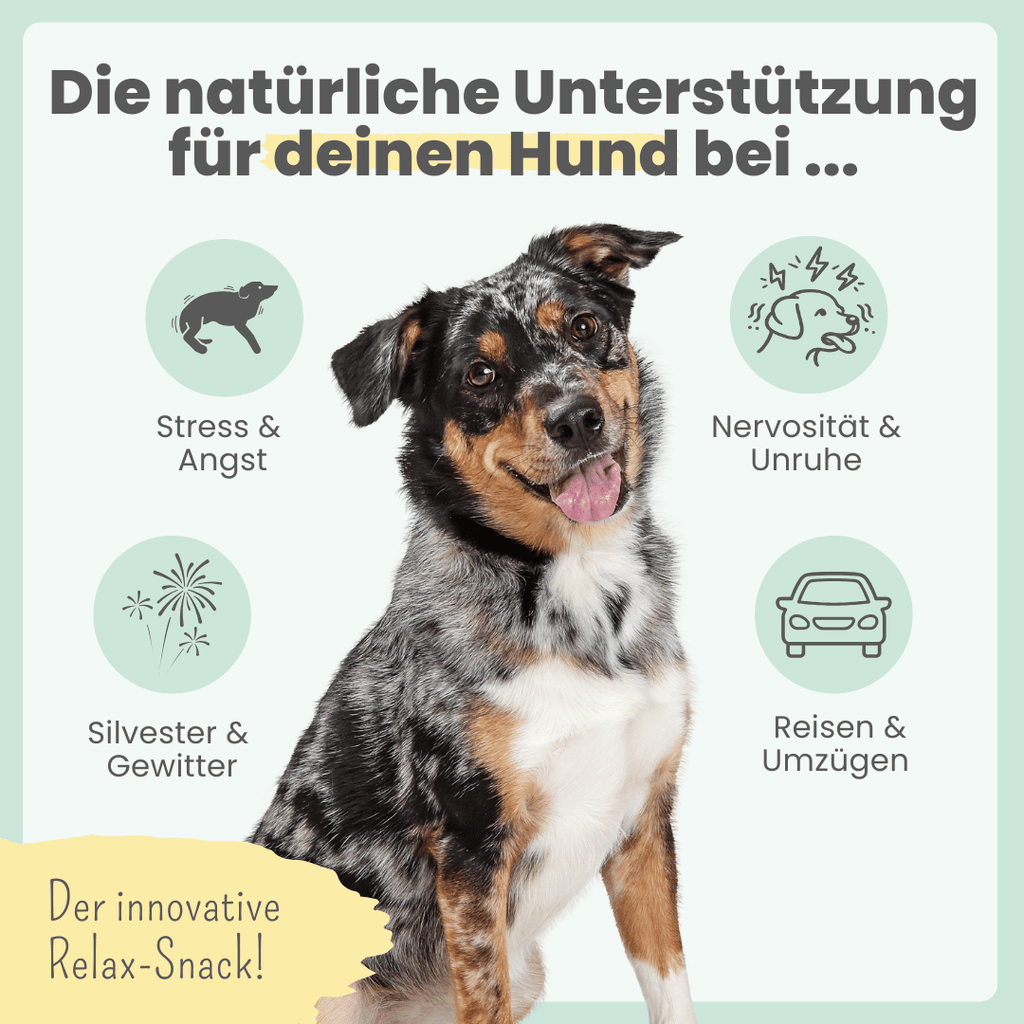 Wohlfühlsnacks für Hunde