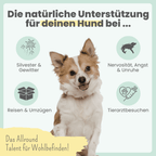 10% CBD Tropfen für Hunde
