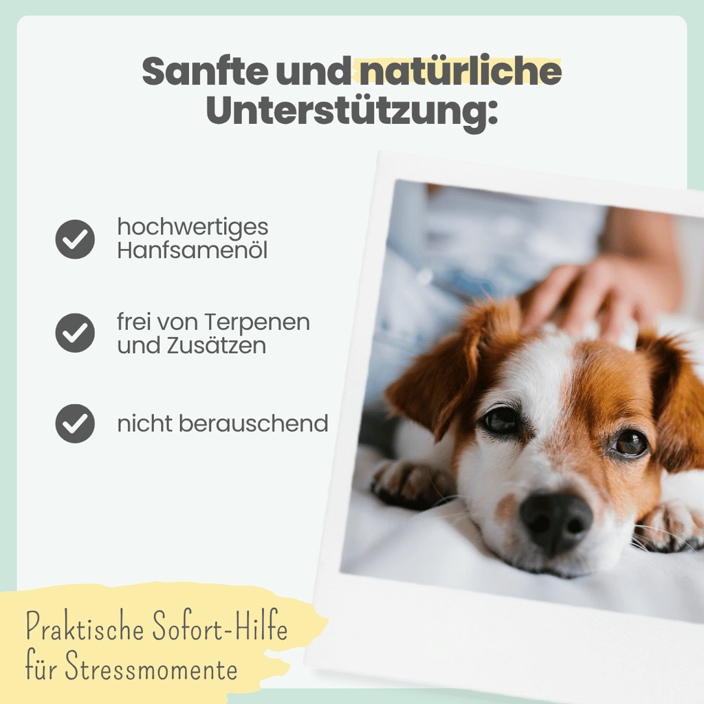 10% CBD Tropfen für Hunde