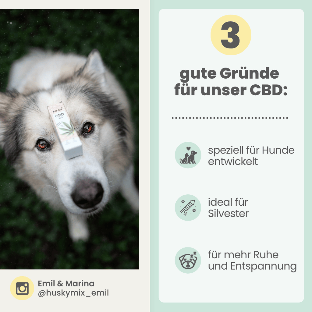 10% CBD Tropfen für Hunde