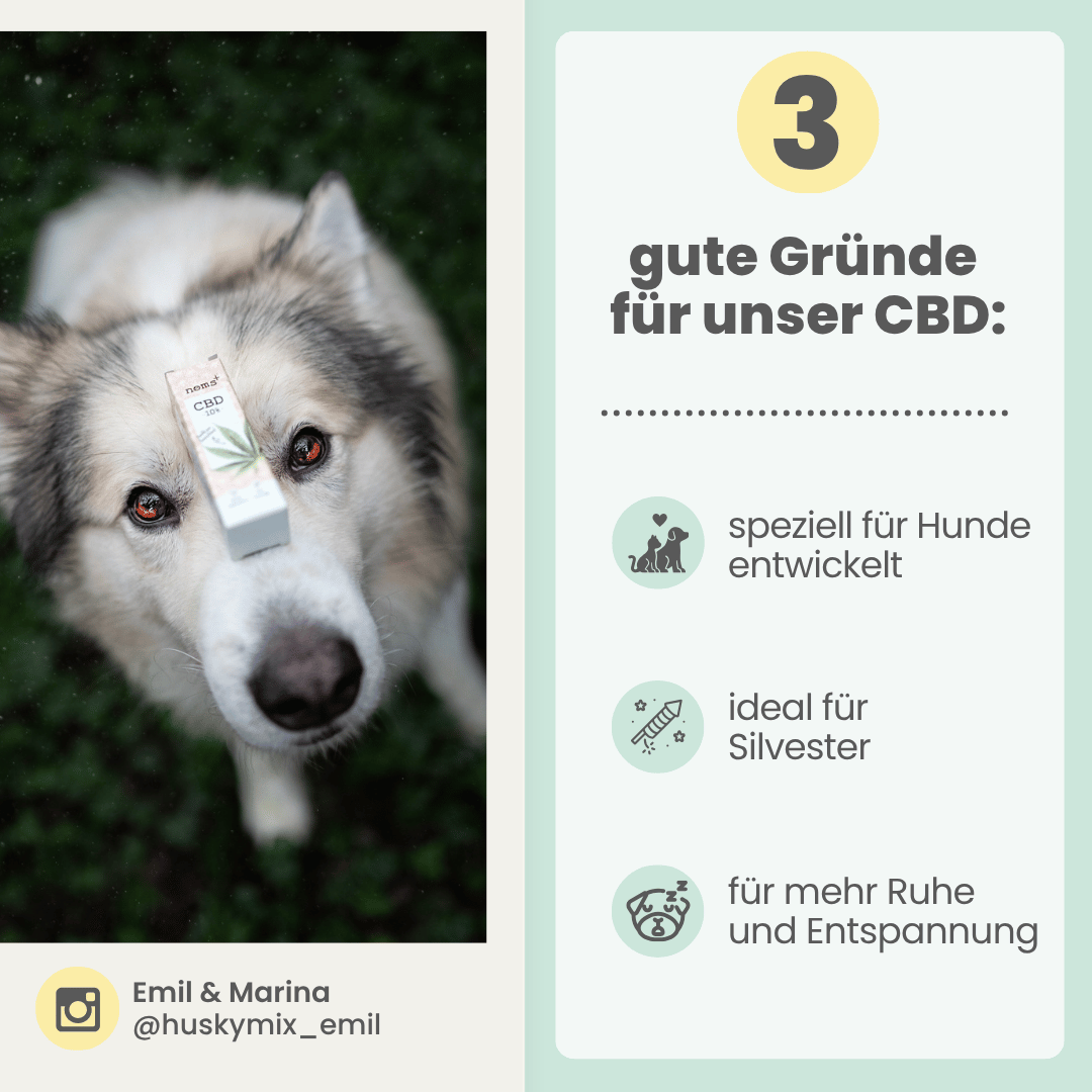 10% CBD Tropfen für Hunde