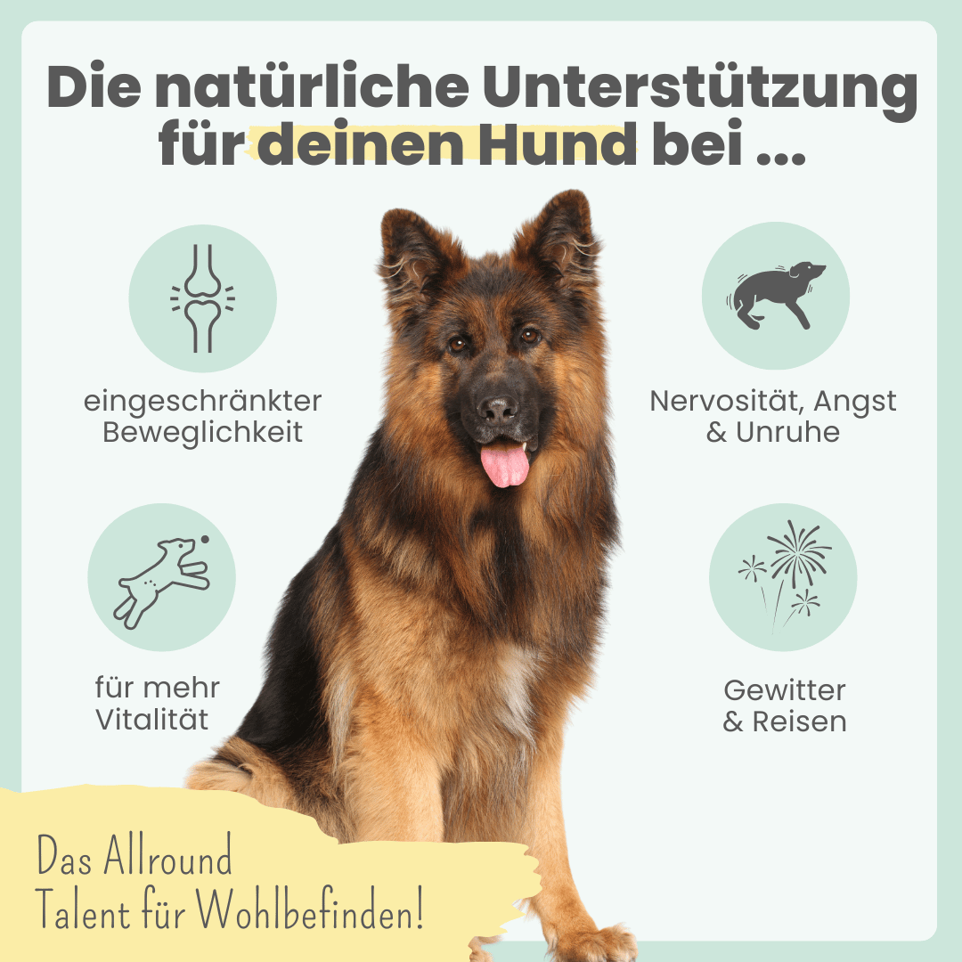 15% CBD Öl für Hunde