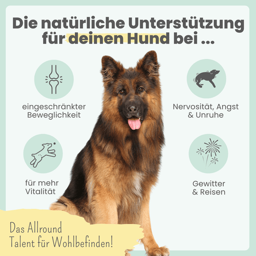 15% CBD Öl für Hunde