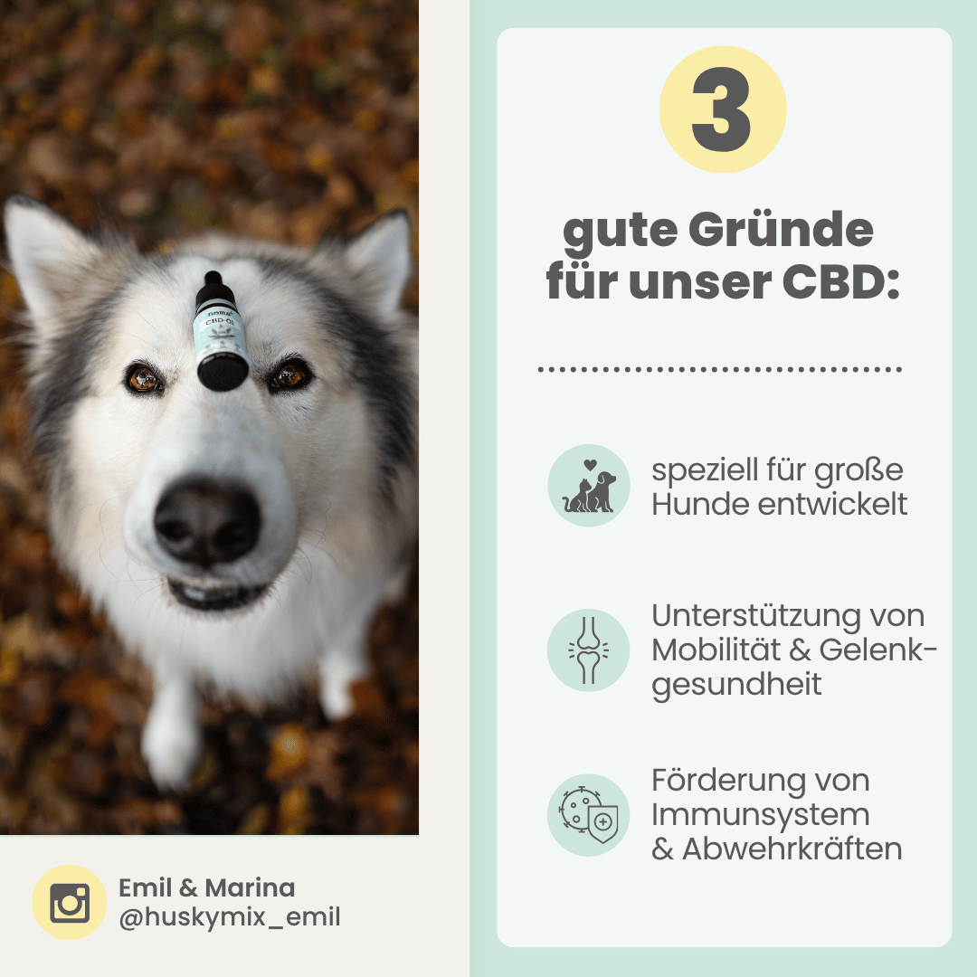 15% CBD Öl für Hunde